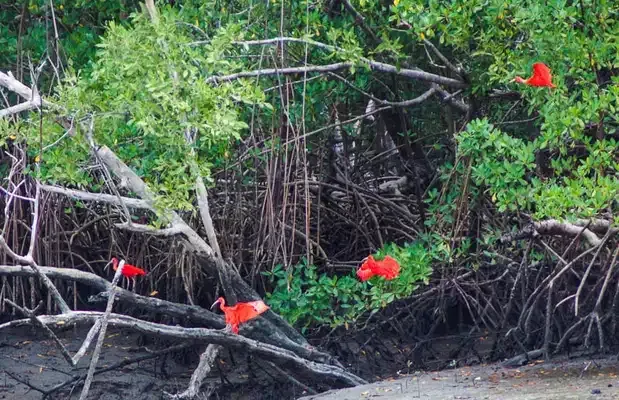 Guarás rojos en un manglar del Río Cuiarana